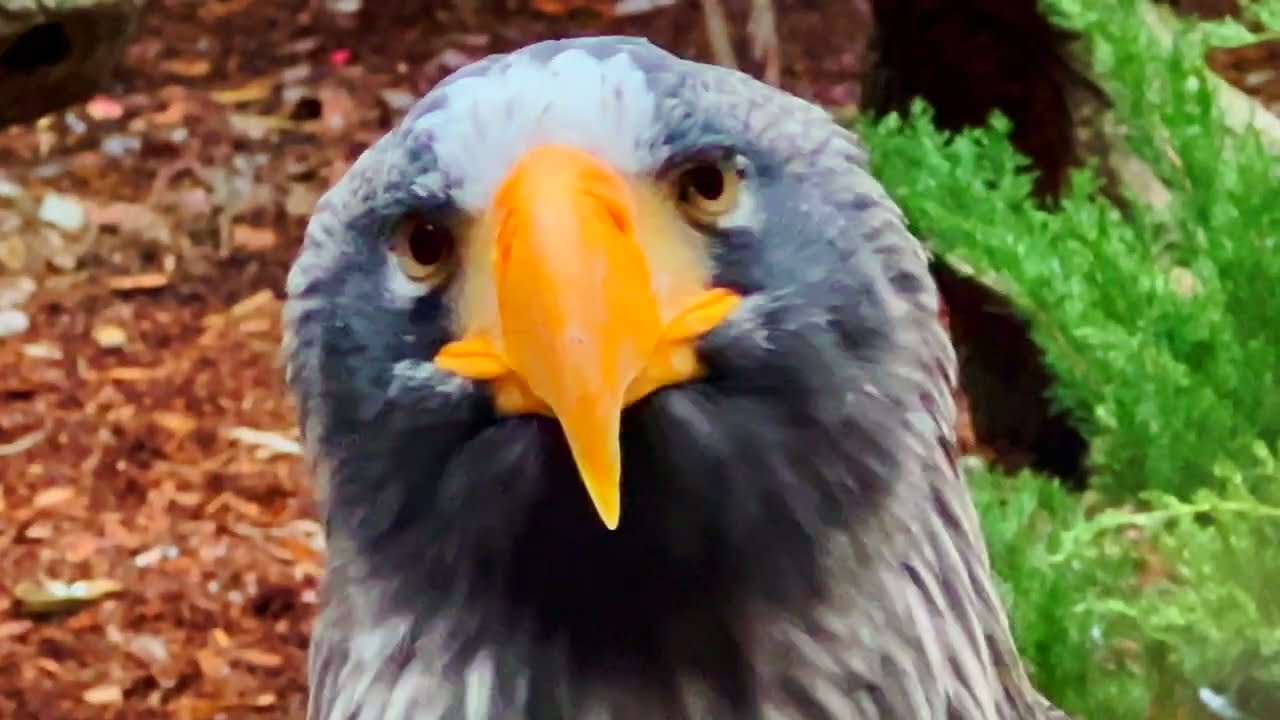 National Aviary 2022