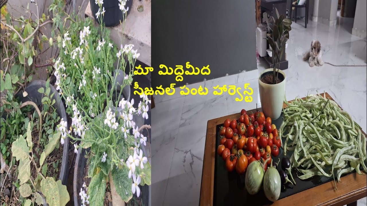 మా మిద్దెమీద సీజనల్ పంట హార్వెస్ట్