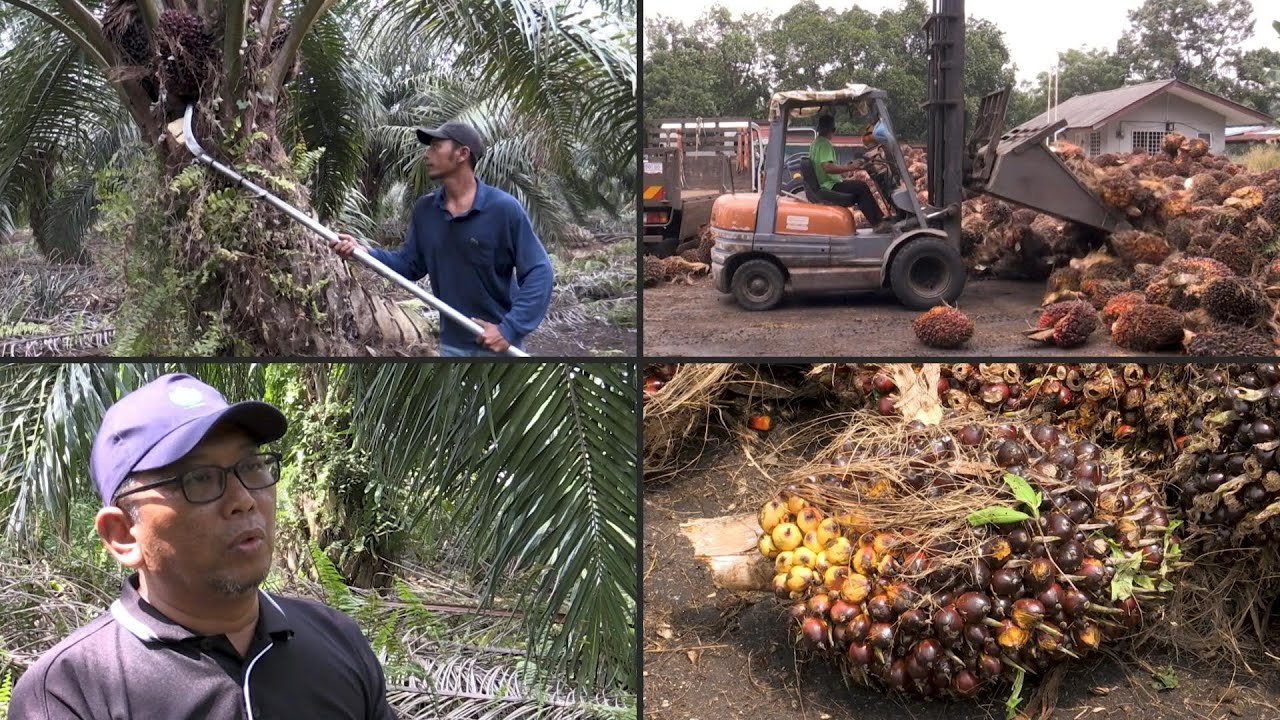 Malaysian palm oil farmers face labour crunch | AFP