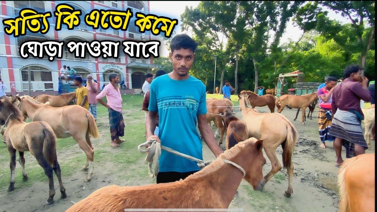 কম টাকাই মিলছে ঘোড়া তুলশিপুর বাজারে আতা কি সত্যি এত কমে ঘোড়া 