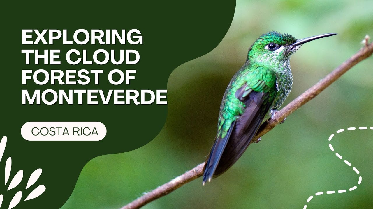Exploring the Cloud Forest of Monteverde