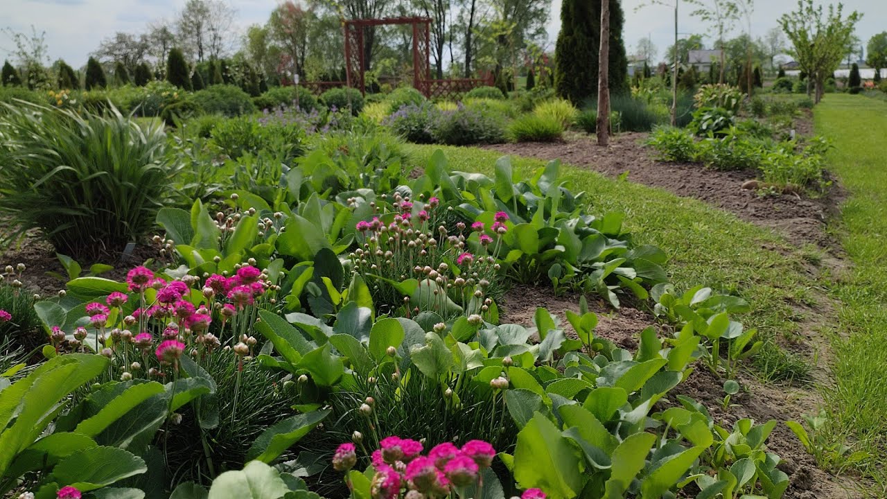 Spacer po całym ogrodzie - 14.04. 2024🌱🌷🌲🌳Tulipany, narcyzy i kwitnące byliny🌸🌱🌸