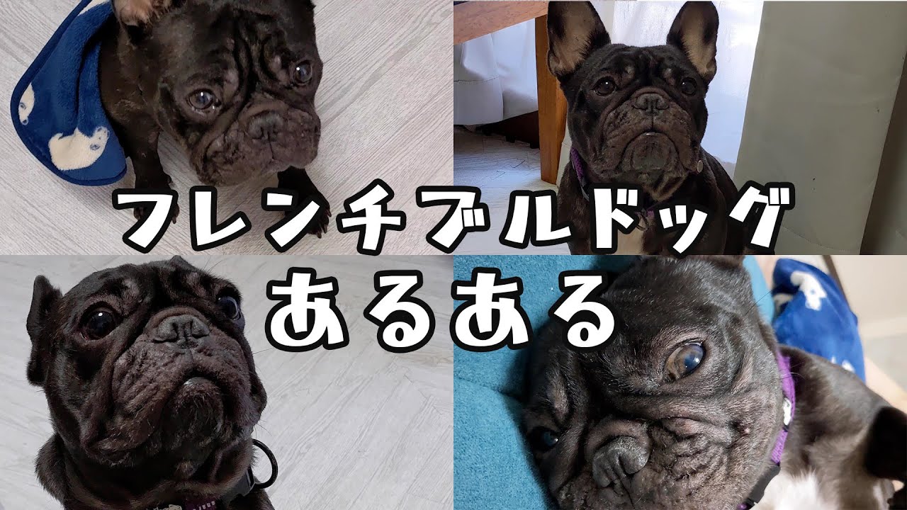 【ハマる魅力】フレンチブルドッグあるある8選