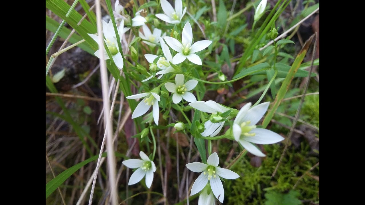 Gentianella / Flora argentina / plantas silvestres