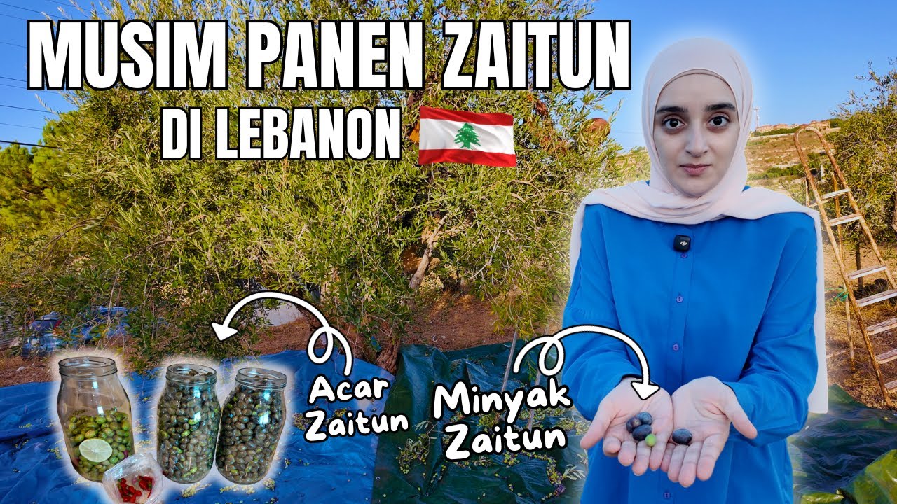 Ini Caranya Buat Minyak ZAITUN Murni, Tanpa Campuran | Panen Zaitun di Lebanon 🇱🇧