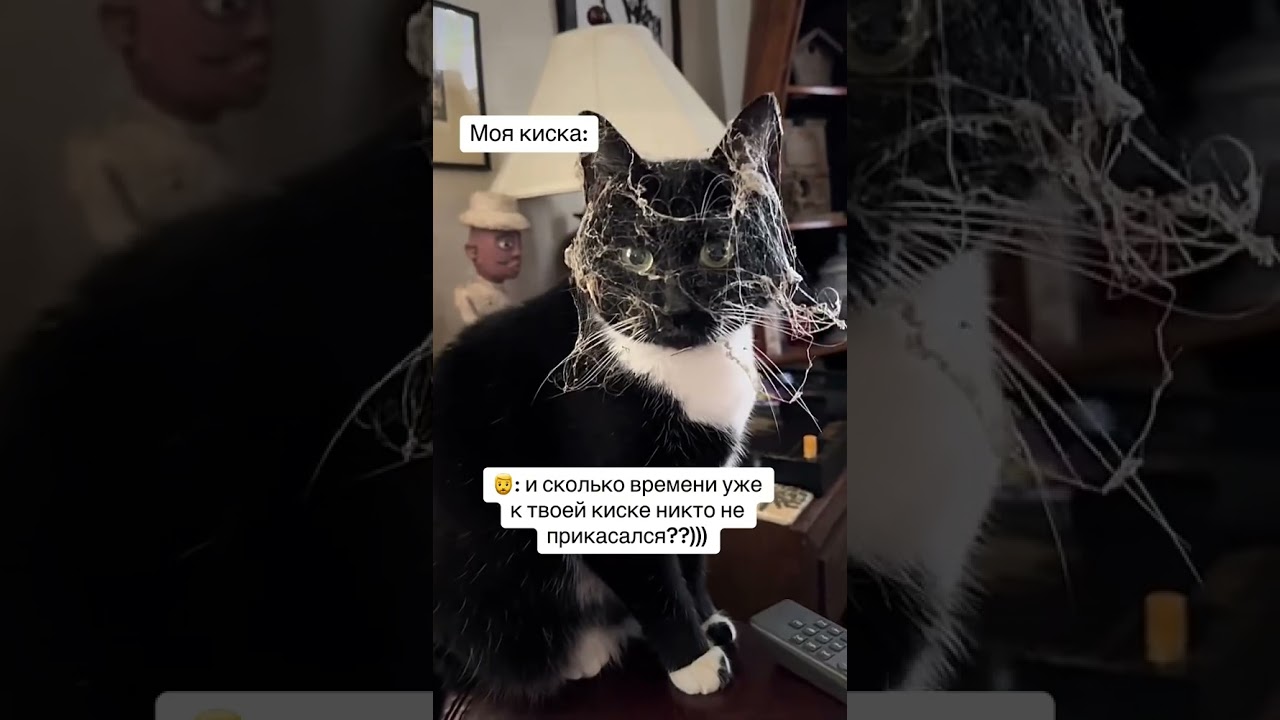 #милыекотики #котики #киска