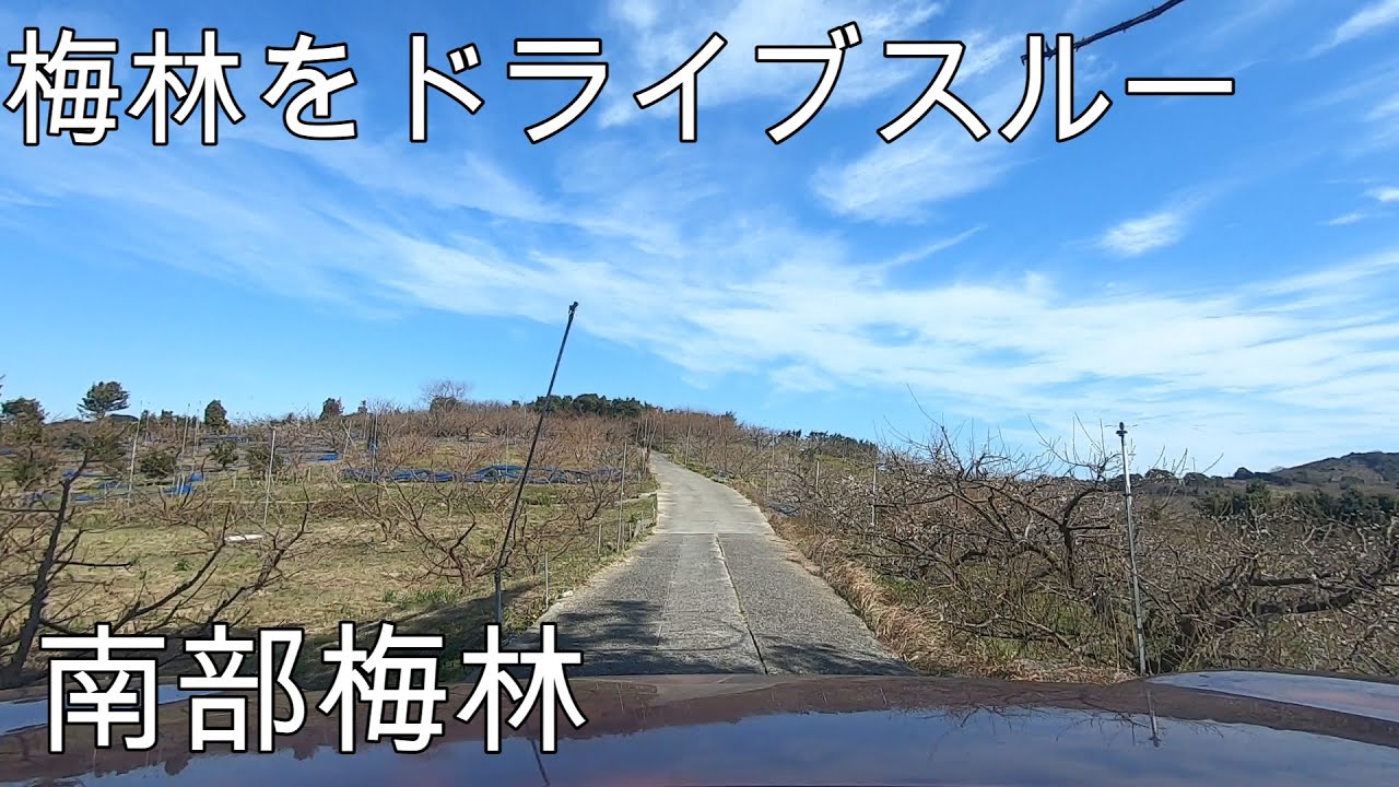 和歌山県、南部梅林を車でまわるコースをご紹介します(^▽^)/