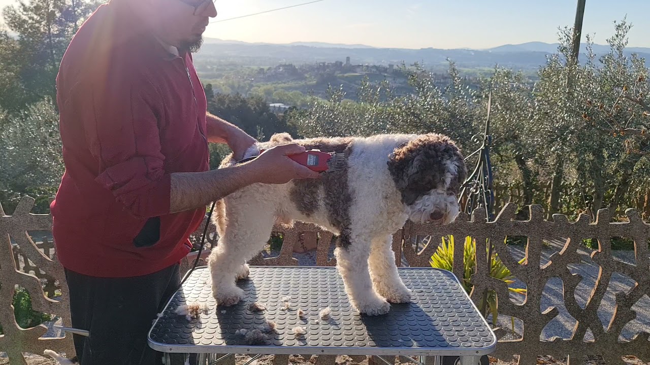 Toelettatura del lagotto. Parte settima. lagotto's grooming