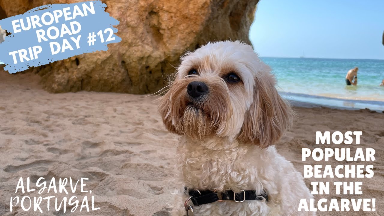 Visiting One of the Most Beautiful Beaches in the Algarve with My Dog! | Cavapoo Puppy Travels!
