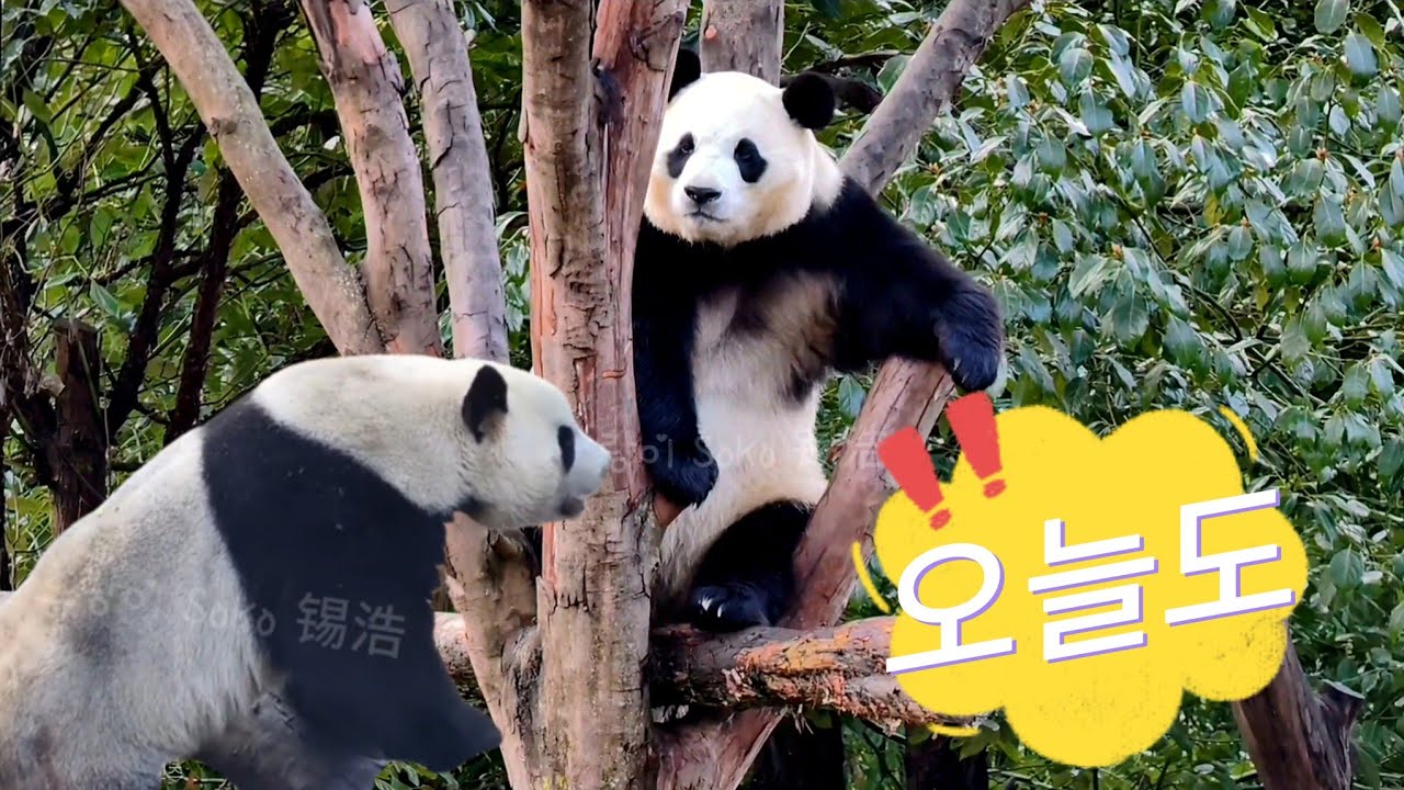 오늘도 나무위에서 옆집 수양이 지켜 보는 푸야~ㅋㅋ | 2월 24일 오전(푸바오 실시간) Panda Fubao