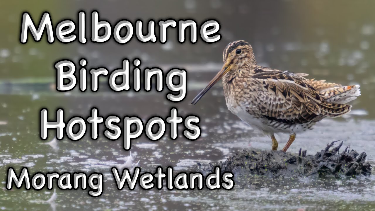 Melbourne Birding Hotspots - Morang Wetlands