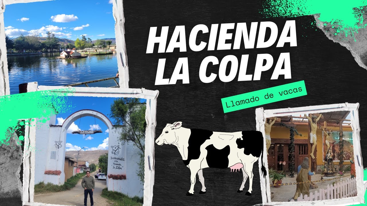 Llamado de vacas 🐮 en la hacienda La Colpa