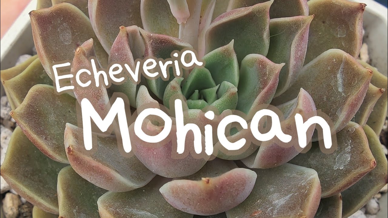 Cougar Garden Soil : Girls next door Ep.13 Echeveria Mohican