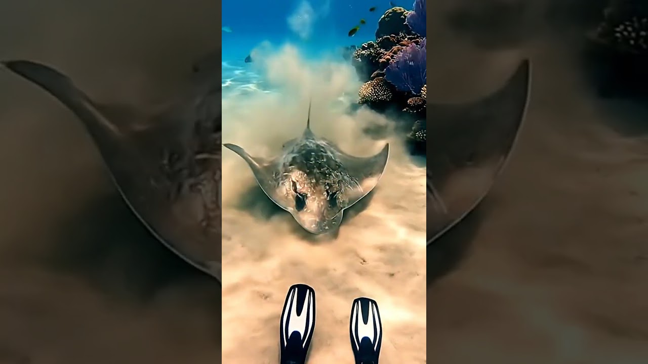 My Heart STOPPED! 🛑 I had NO IDEA this giant stingray was right there! 😱