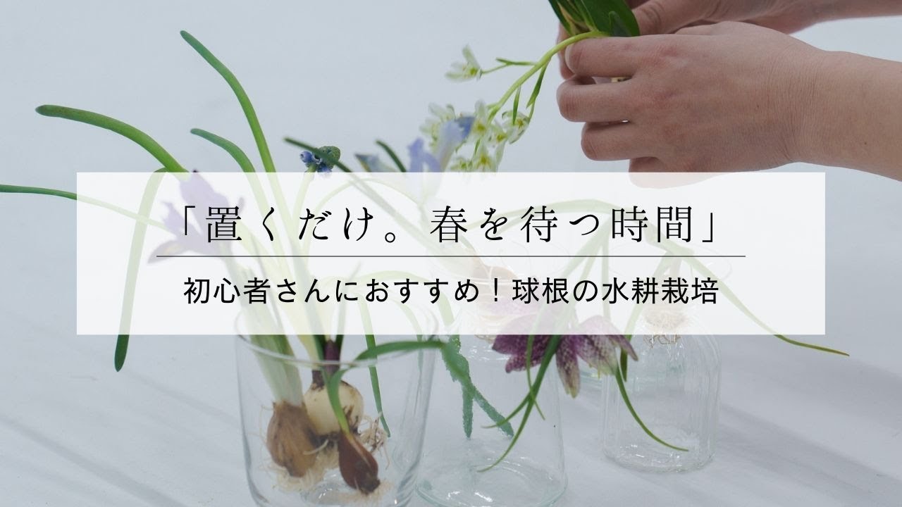 春の球根｜おうちでできる水耕栽培の楽しみ方【初心者OK】