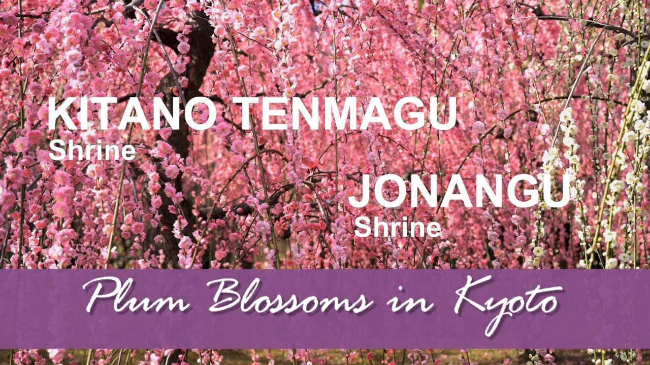 Plum Blossoms in Kyoto   A Tale of Two Shrines