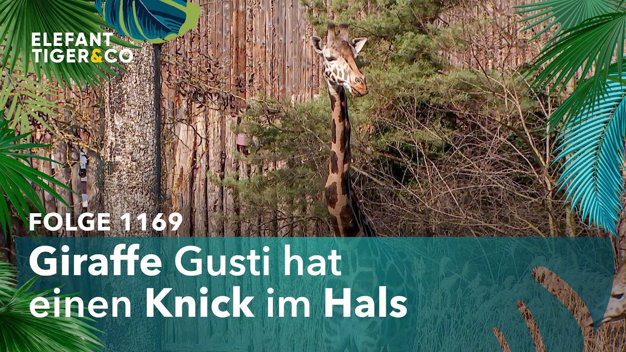 Sorge um älteste Giraffe des Zoo Leipzig (Folge 1169) | Elefant, Tiger & Co. | MDR
