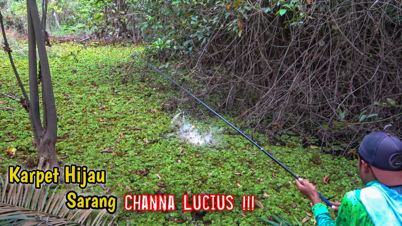 JACKPOT !!! Channa Lucius JUMBO Penghuni Karpet Hijau 😱