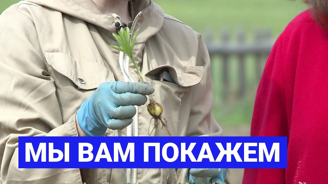 Мы вам покажем: Многолетние цветы для дачи