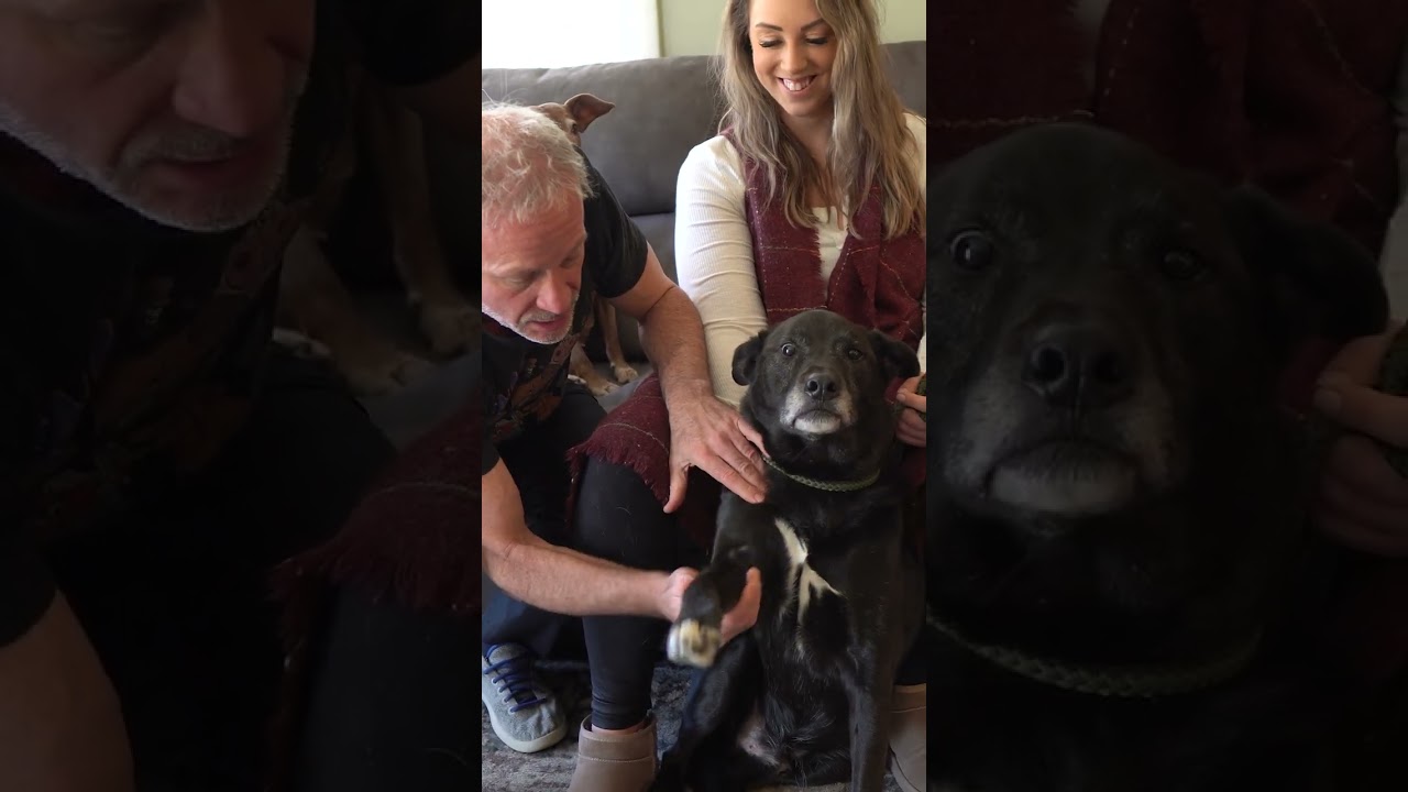 DOG STARES THE ENTIRE ADJUSTMENT 😂 Animal Chiropractor