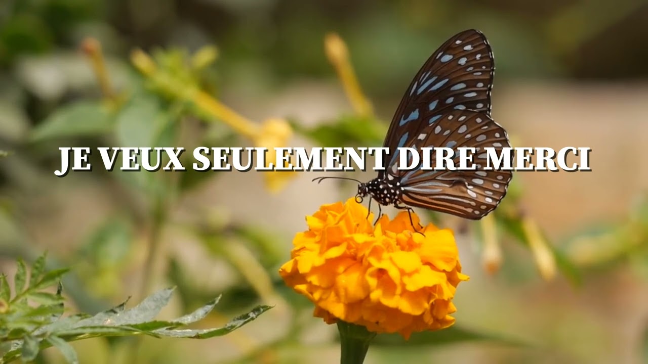 JE VEUX SEULEMENT DIRE MERCI