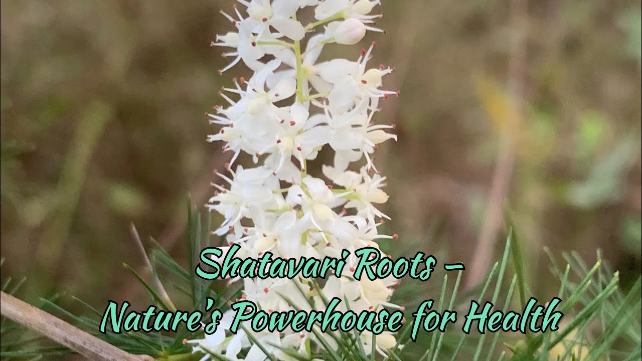 Shatavari Roots Benefits For Men and Women’s Health | Nature’s Powerhouse for Health #yt #mustwatch 