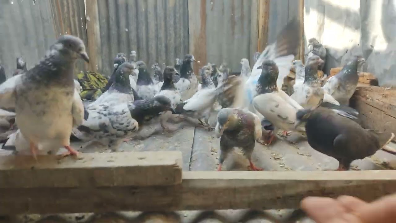 #highflyerpigeon #pigeon #shorts #vilogpigeon #viralvideo #shortvideo 