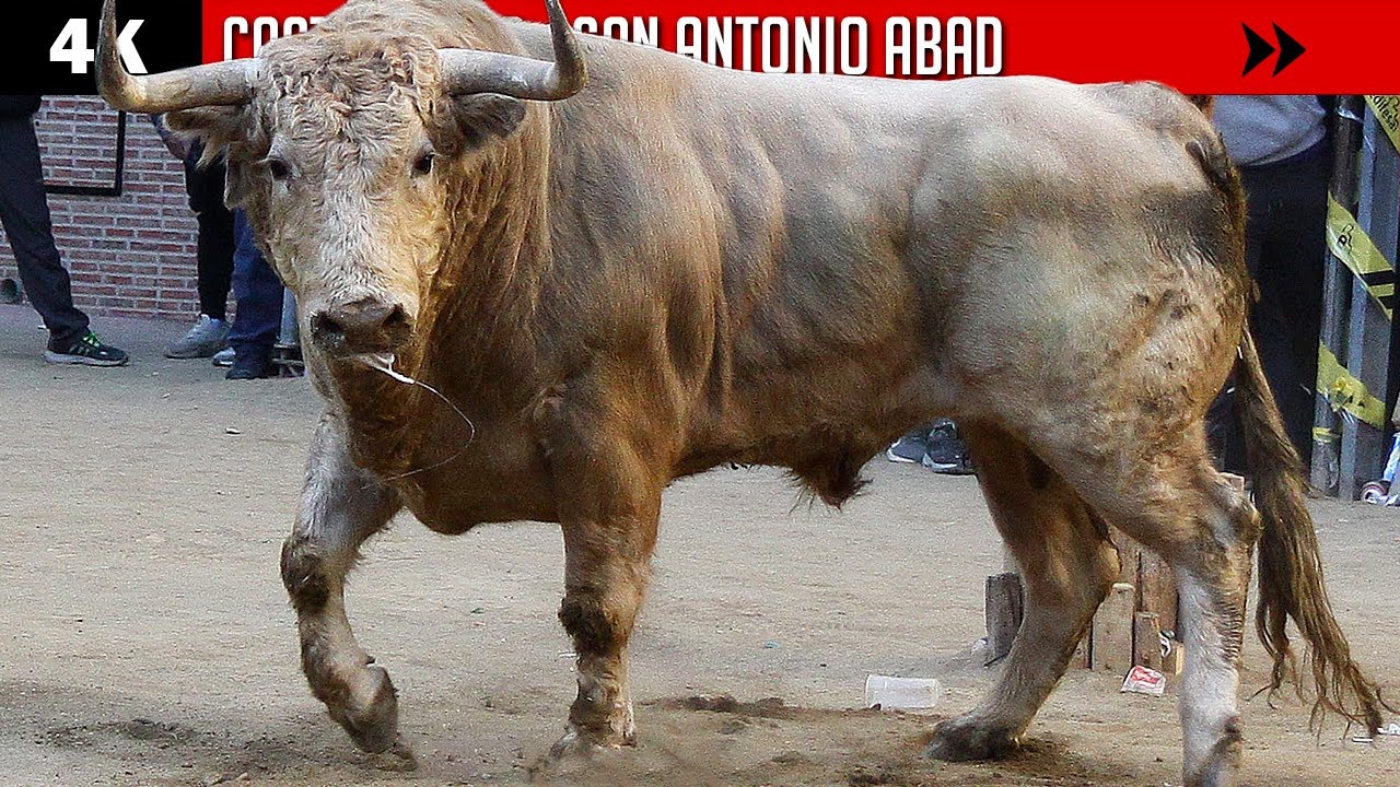 Primeros toros de 2023 en la COMUNIDAD VALENCIANA ▪ CASTELLNOVO ▶ Torrealta y Román Sorando