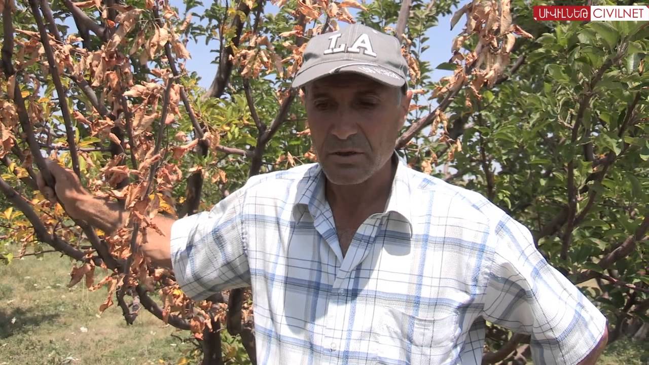 Կարկտահարությունից հետո երաշտ