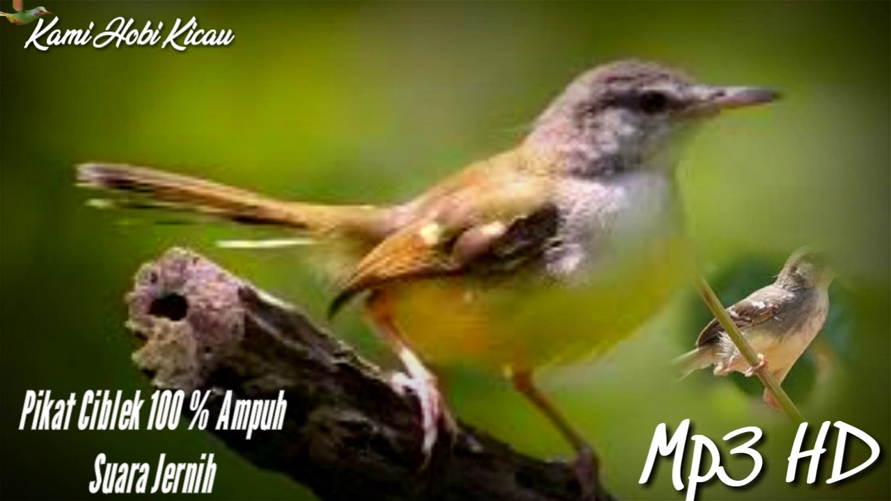 Suara PIKAT CIBLEK/KECICI LIAR Mp3 Terbaru 2021 Full HD || DI JAMIN AMPUH 100% Work
