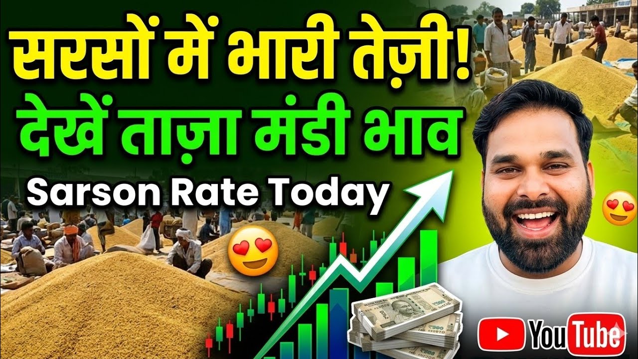 सरसों में तेज़ी मंदी रिपोर्ट | आवक बढ़ने लगीं | #sarso #bhav 