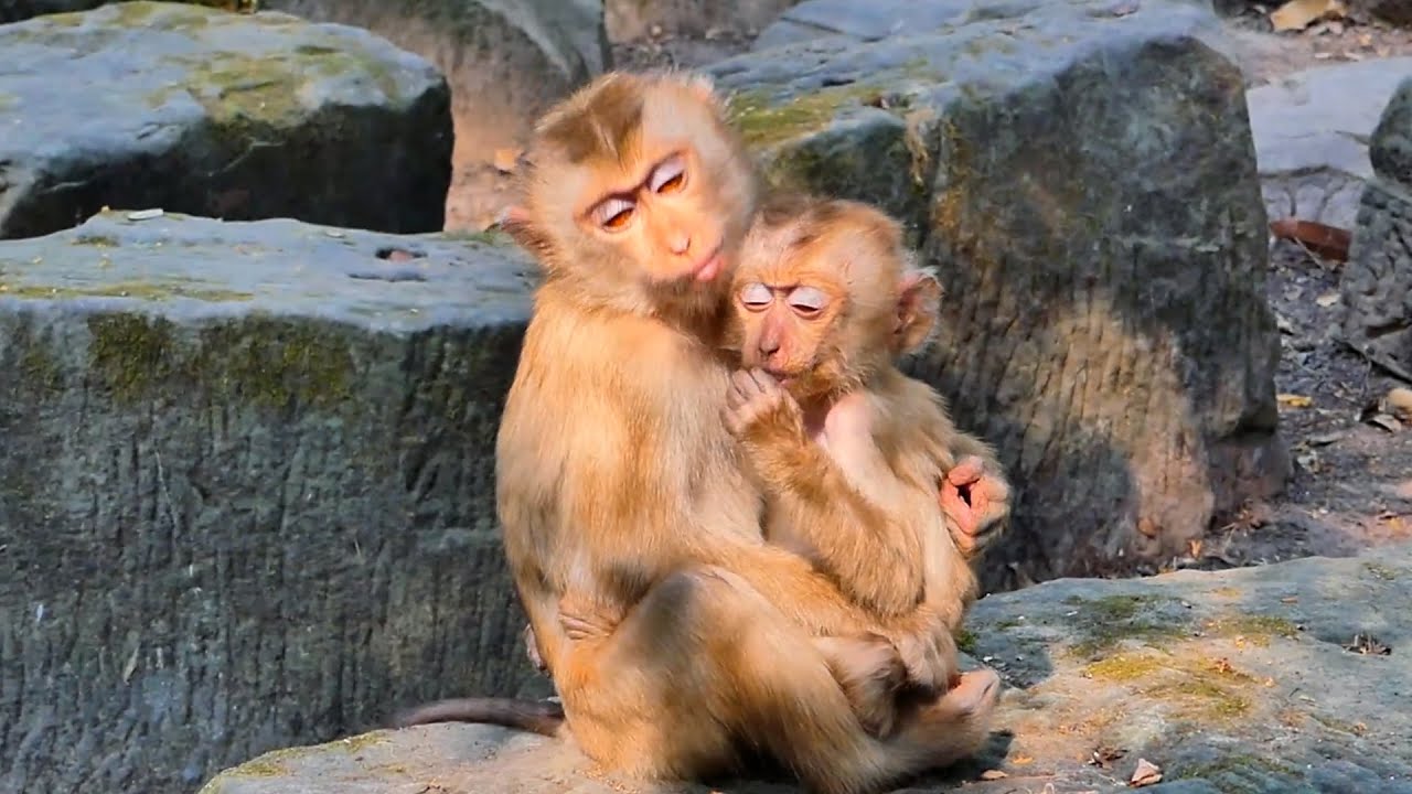 Sweet Abandoned Binky & Tinky | Adorable New Born Primate Monkey | Do love Baby Macaque