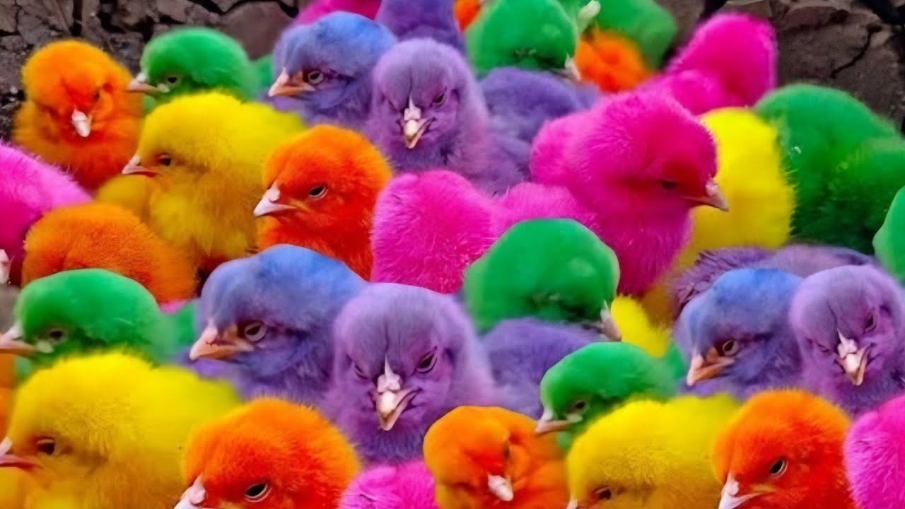 Ayam Lucu, ayam warna warni, ayam rainbow, kelinci lucu, bebek lucu, ikan koi, Hewan Lucu