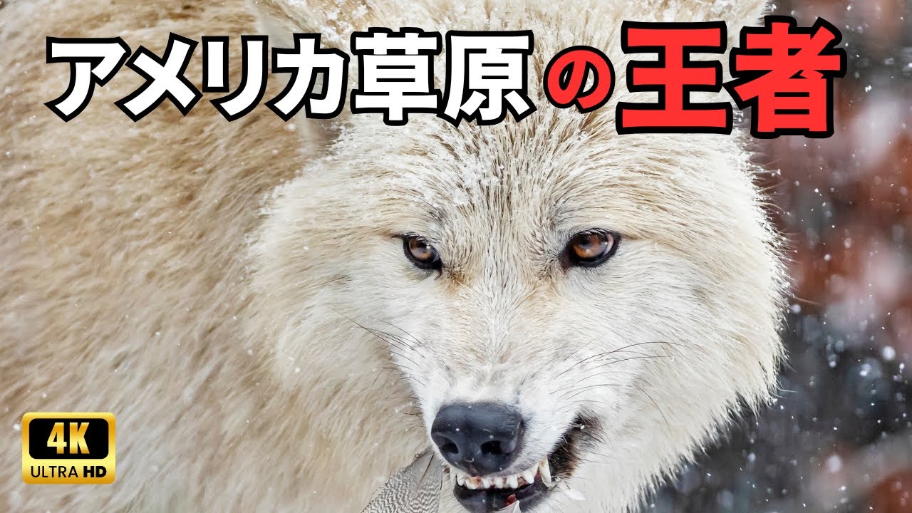 アメリカの野生 | イエローストーン 地球最後の完全な生態系