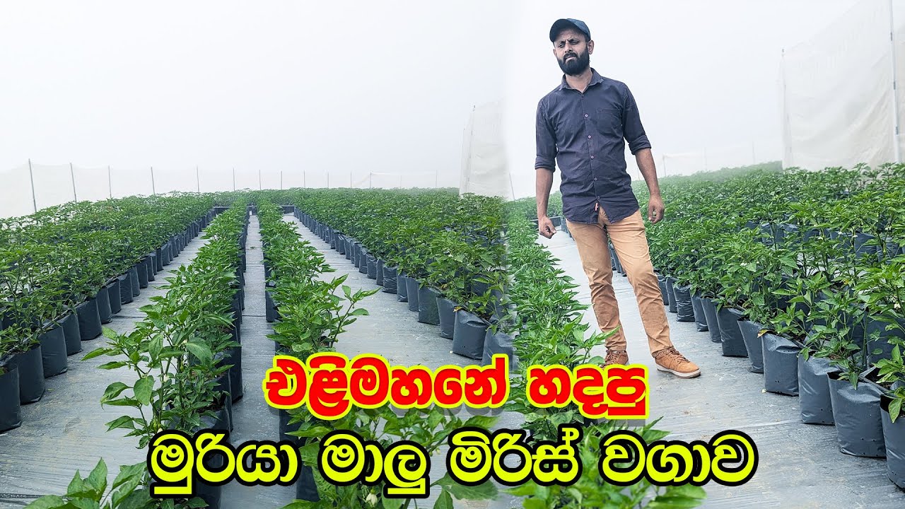 එළිමහනේ මුරියා මාලුමිරිස් වගාව | 45 days |  Capsicum Farming | Smart Agri 0769808008