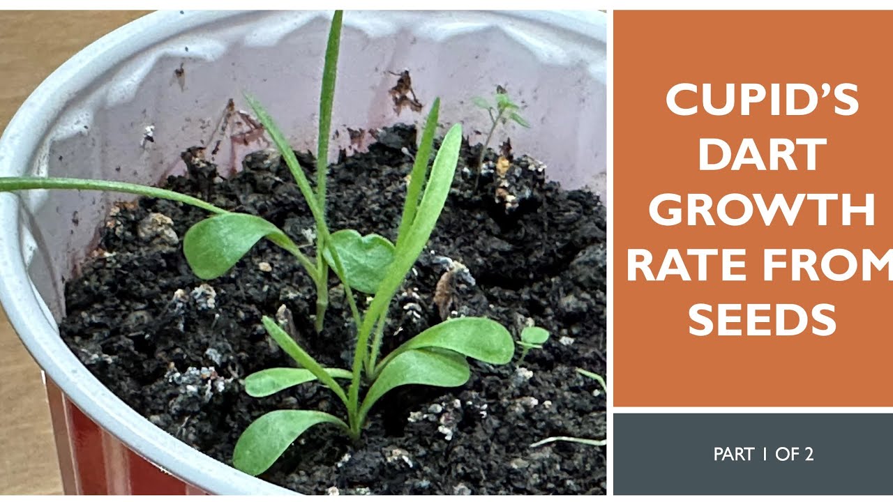 GROWING CUPID’s DART FROM SEEDS I WEEKLY PROGRESS l Catananche caerulea
