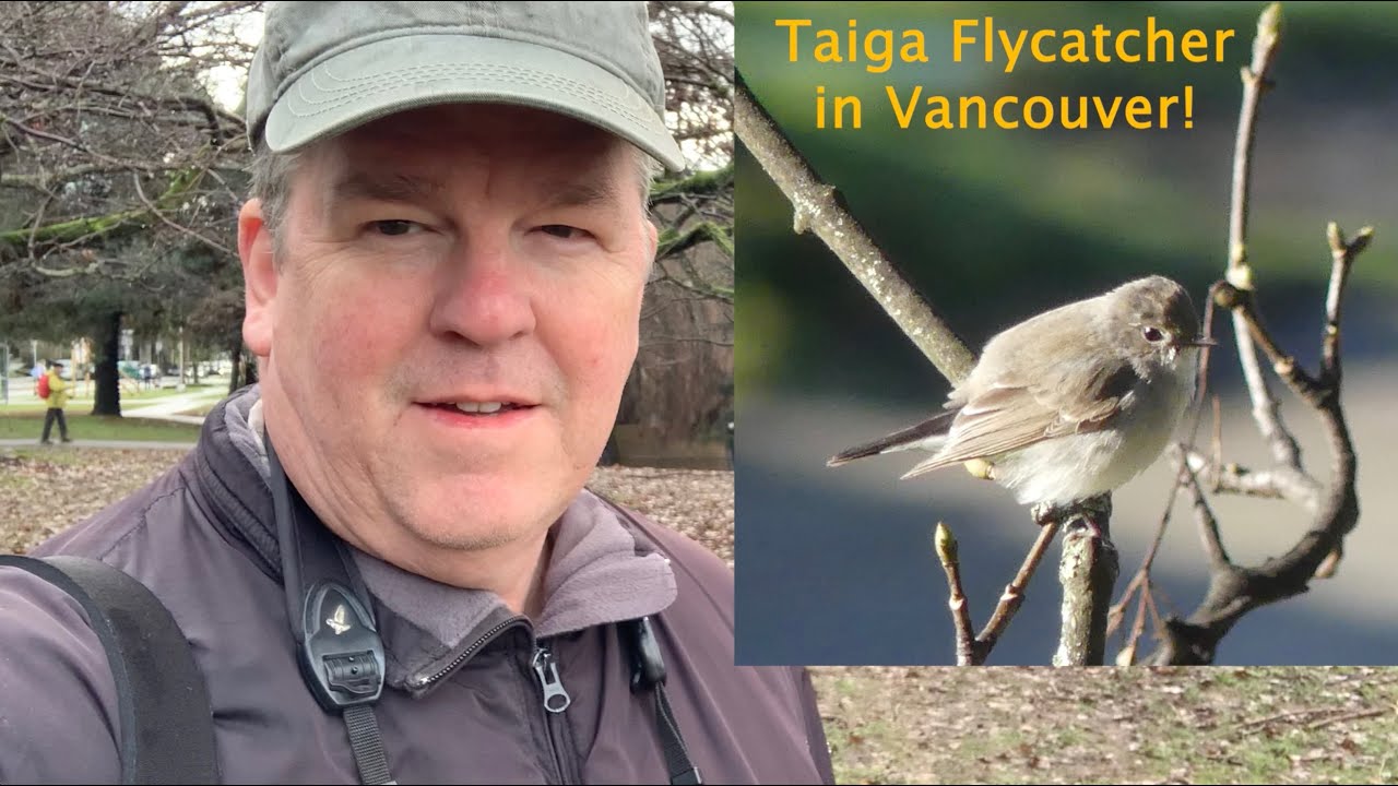 Taiga Flycatcher in Vancouver!