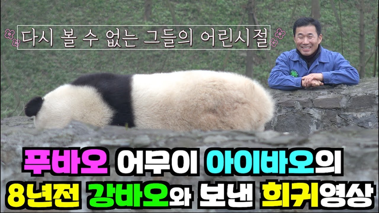 [한국농수산TV] #푸바오 어무이 아이바오의 8년전 강바오와 보낸 희귀영상(아이바오 초근접 영상)