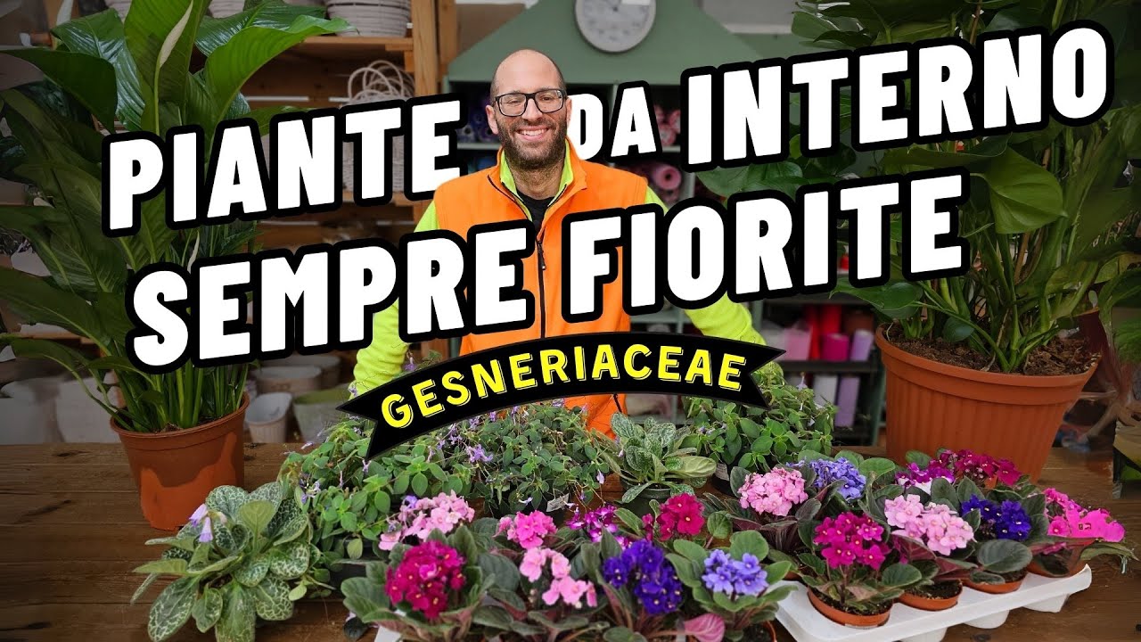 Come si cura la Viola Africana Saintpaulia, Streptocarpus saxorum, Pretty Turtle, e le Gesneriaceae