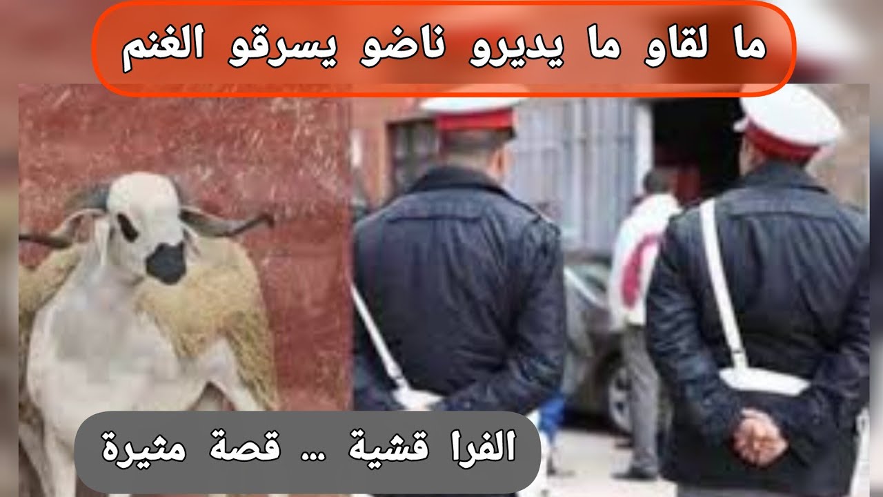 الفرا...قشية  قصة مثيييرة 🔥
