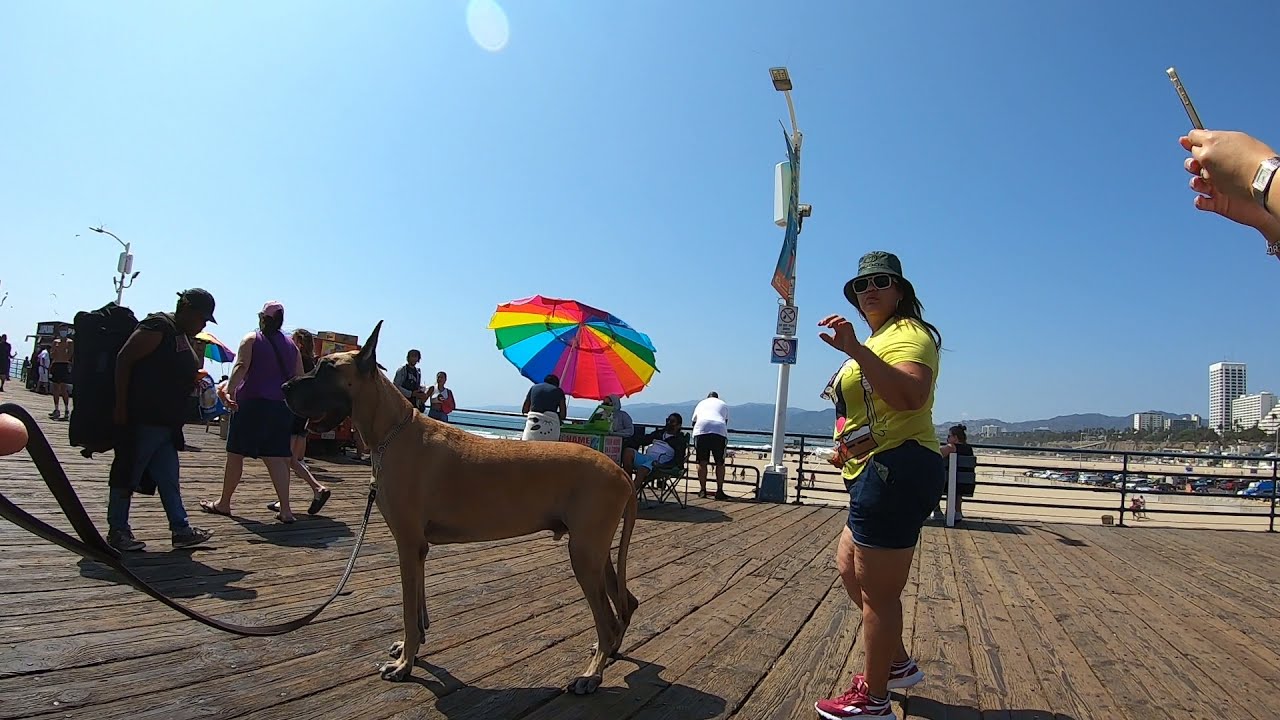 Cash 2.0 Great Dane meeting new people in Santa Monica 25