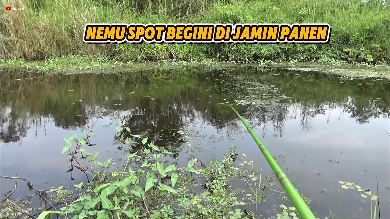 &ldquo;Sarang Nila Babon Ditemukan! Tarikannya Bikin Jantung Deg-degan!&rdquo;