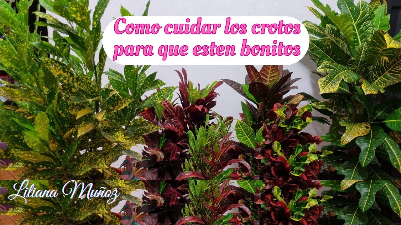 COMO CUIDAR LOS CROTOS PARA QUE ESTEN BONITOS / Liliana Muñoz