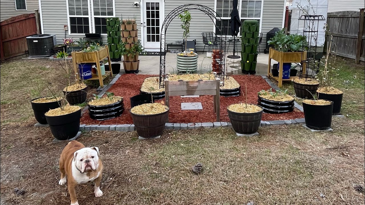 Beautiful Sunday Morning in the Garden! #gardening #plants #spring #ihavethisthingwithplants #dog 