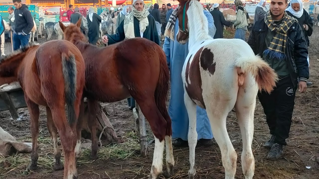 اسعار الخيل الفلسطيني والبلديه بانواعها جر وتعليق وركوب من سوق دمنهور الدولي اليوم الاحدمن كل اسبوع💥