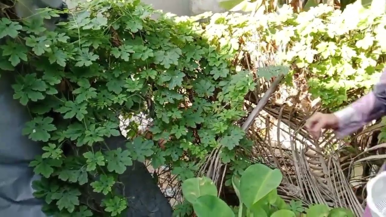Hái khổ qua rừng kho tiêu rất ngon 