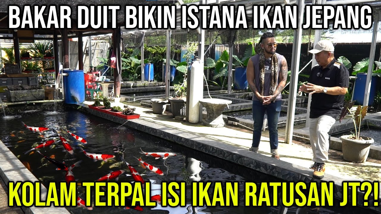 BAKAR DUIT BIKIN ISTANA IKAN JEPANG, KOLAM TERPAL ISI IKAN RATUSAN JT?! KAISAR KOI FARM #indoexotic