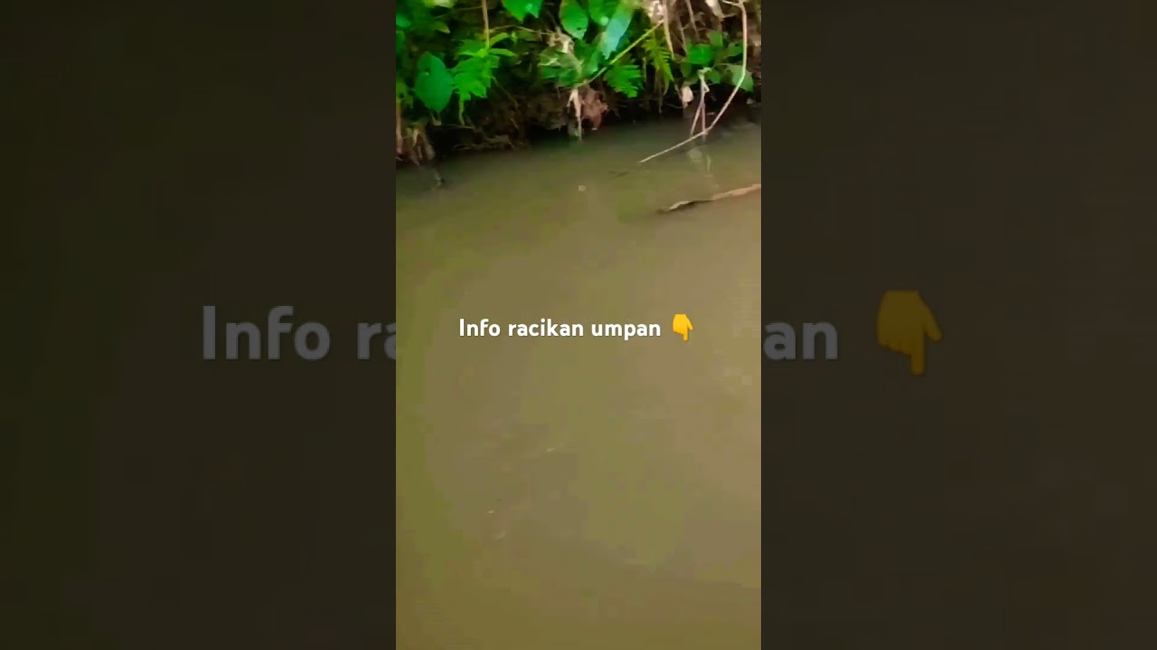 UMPAN JITU MANCING IKAN LELE LIAR