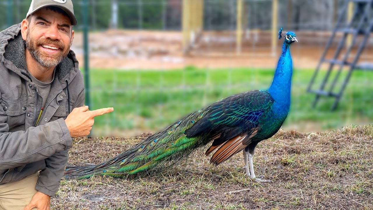 We Just Let The Peacocks Out & This Is What Happened!