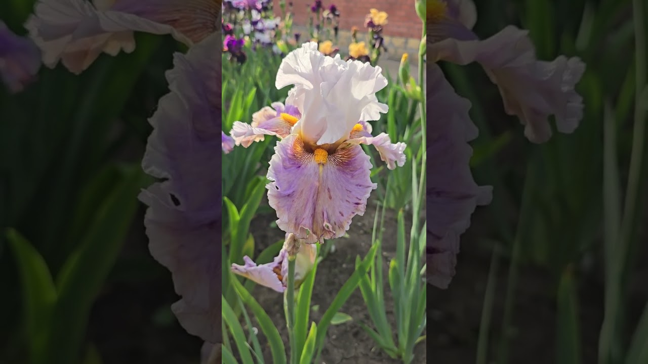 #iris #garden #flowers #floriculture #perennial #plants #nature #botany #beautiful #сад #ирис #цветы